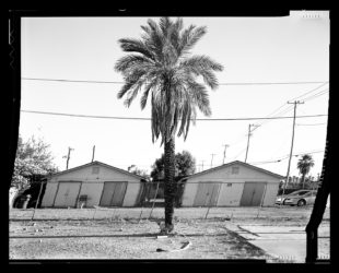 Artificially straightened tree in front of two buildings in Central City Phoenix