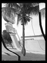 Artificially straightened palm tree next to cafe sign on South Dixie Highway