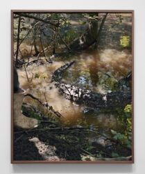 Curran Hatleberg, Untitled (Shallows), 2017